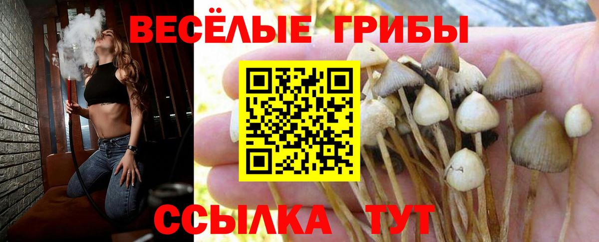 Галлюциногенные грибы Psilocybine cubensis  Вход с VPN  Астрахань 